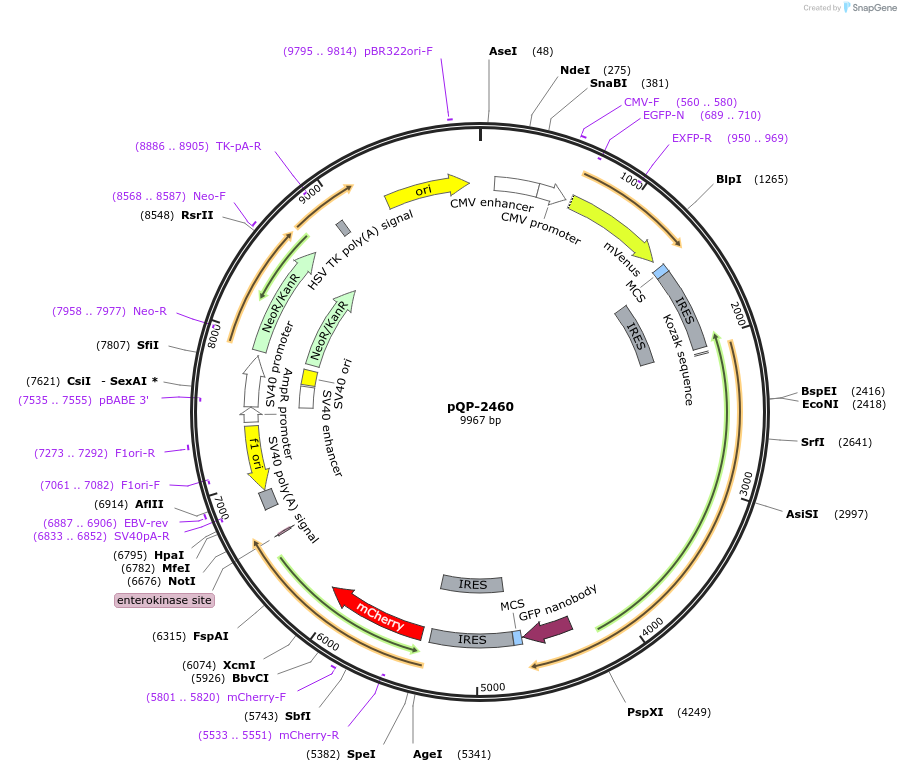 138973-plasmid-map-sequence-id-291734