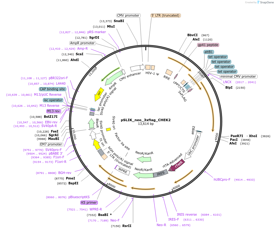 136536-plasmid-map-sequence-id-291735
