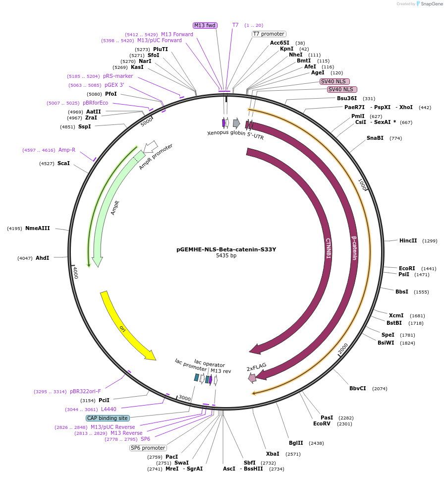 138537-plasmid-map-sequence-id-291737