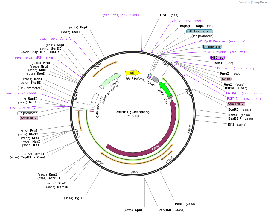 140252-plasmid-map-sequence-id-291762