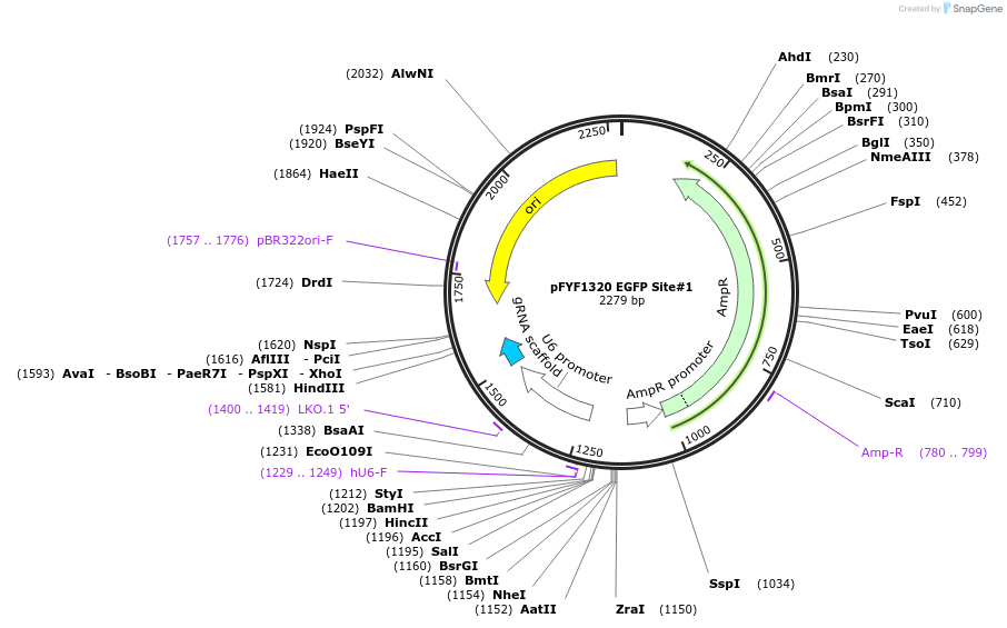 47511-plasmid-map-sequence-id-291764