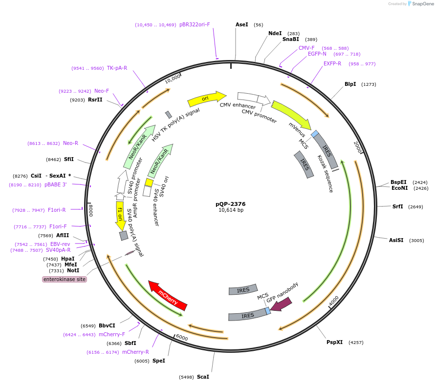 138974-plasmid-map-sequence-id-291767