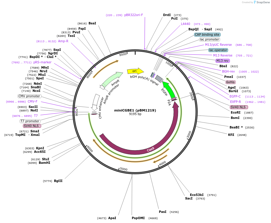 140253-plasmid-map-sequence-id-291771