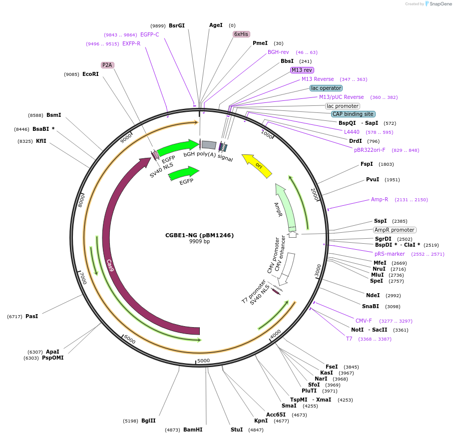 140256-plasmid-map-sequence-id-291778