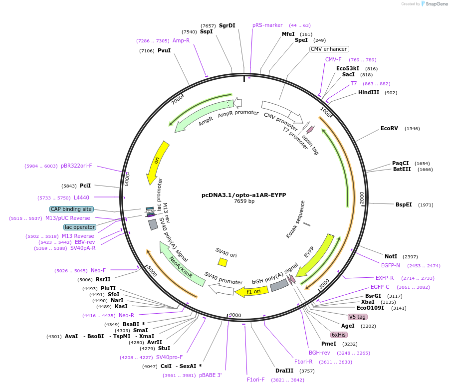 20947-plasmid-map-sequence-id-291780