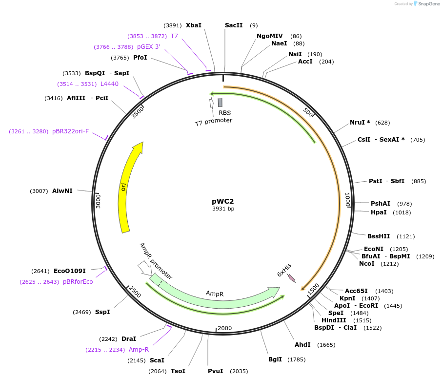 15960-plasmid-map-sequence-id-291832