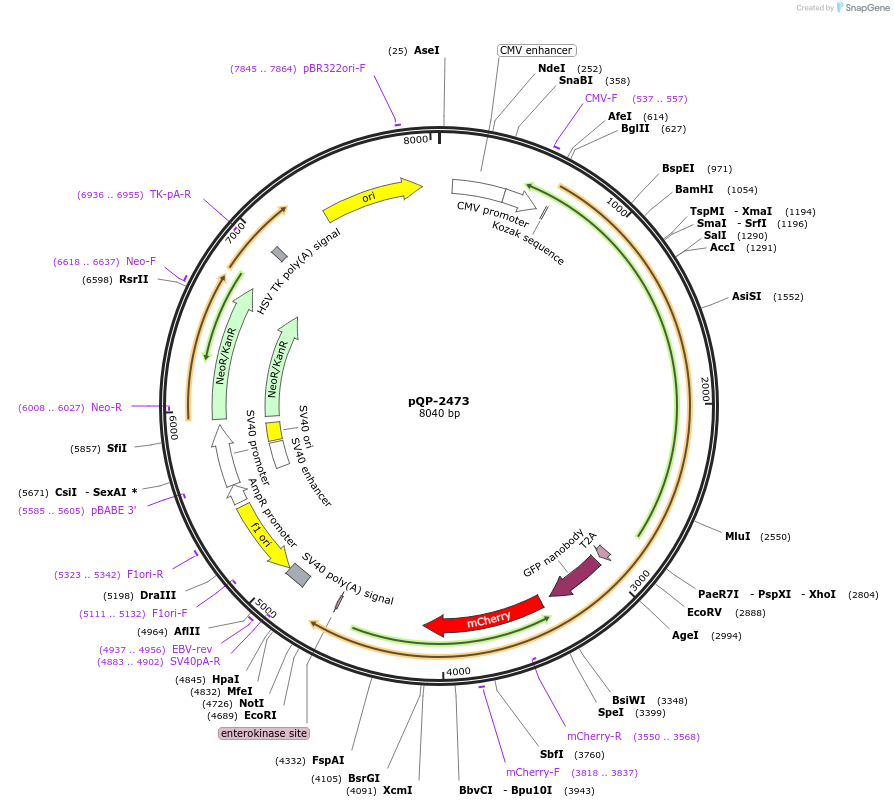 138976-plasmid-map-sequence-id-291835