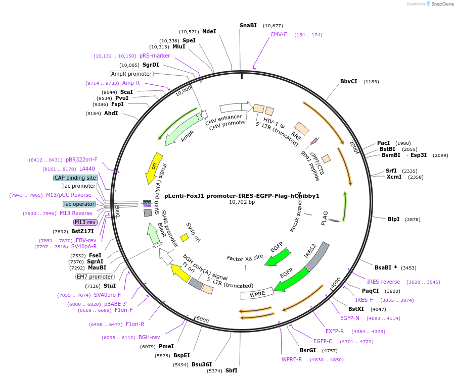 122964-plasmid-map-sequence-id-291837