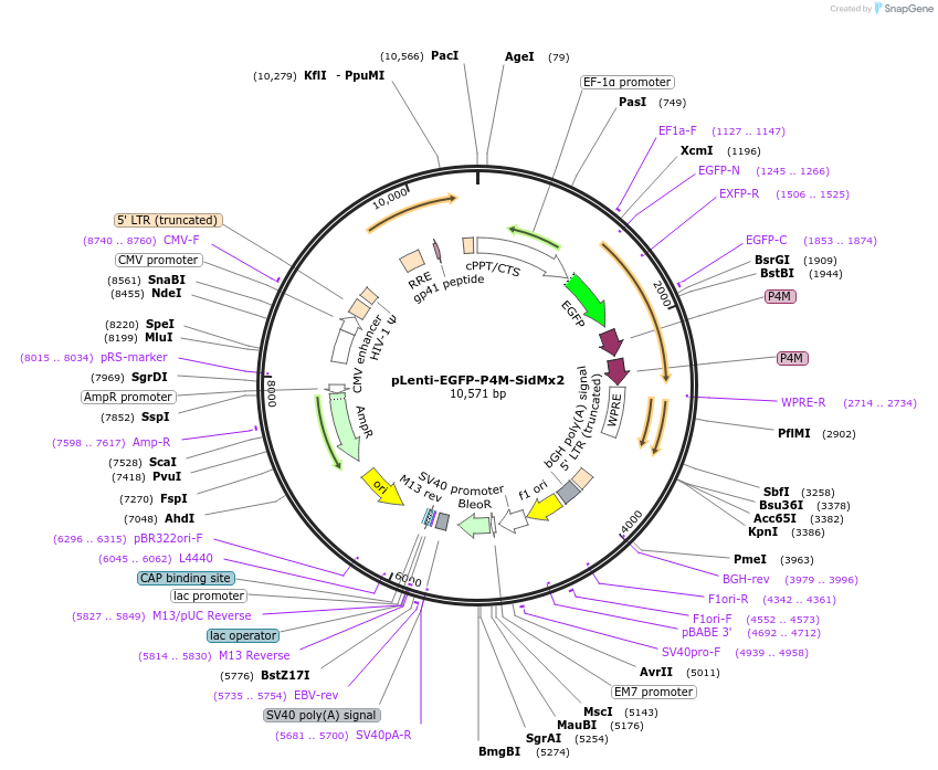 136997-plasmid-map-sequence-id-291840