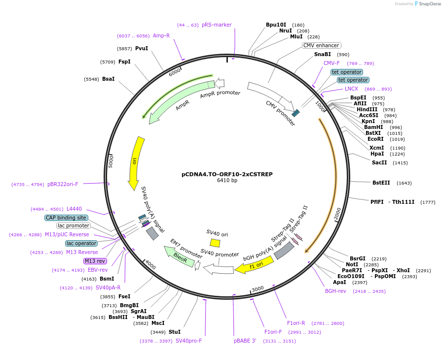 136174-plasmid-map-sequence-id-291852