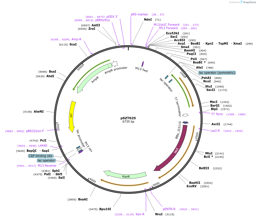 140033-plasmid-map-sequence-id-291856