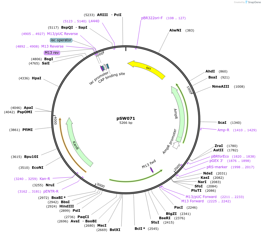 140037-plasmid-map-sequence-id-291865