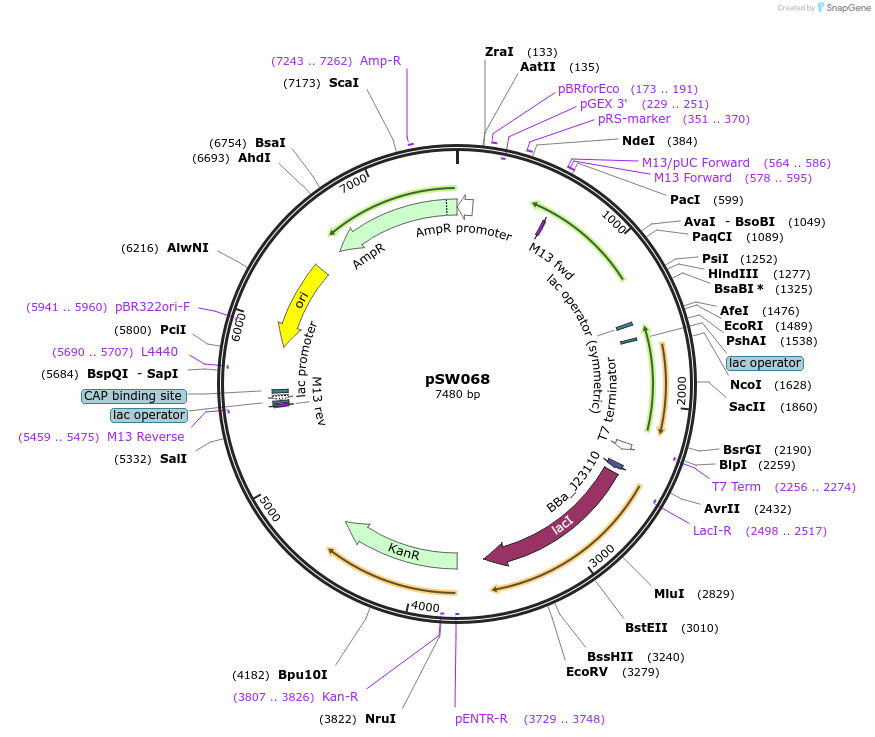 140036-plasmid-map-sequence-id-291868
