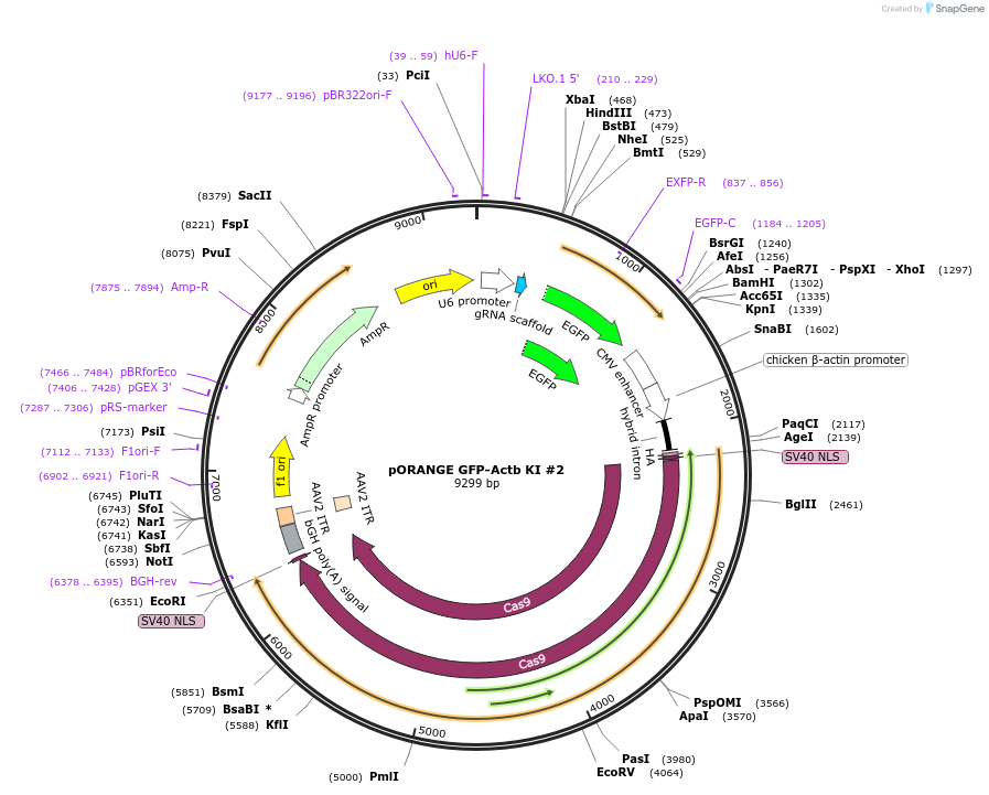139666-plasmid-map-sequence-id-291869