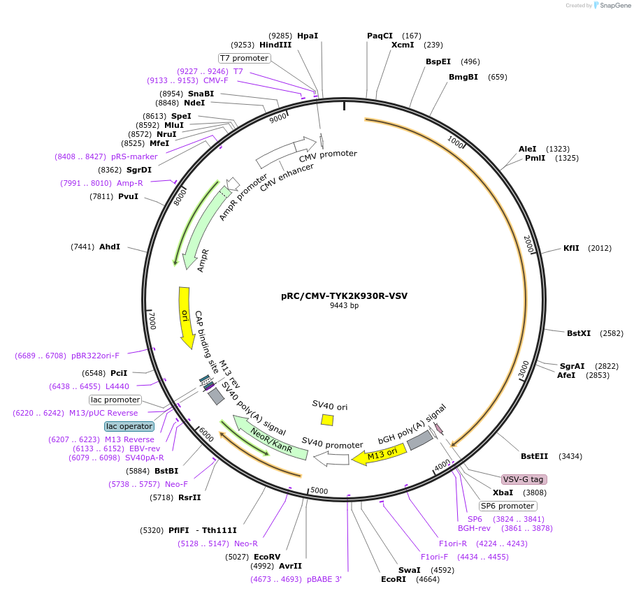 139346-plasmid-map-sequence-id-291870
