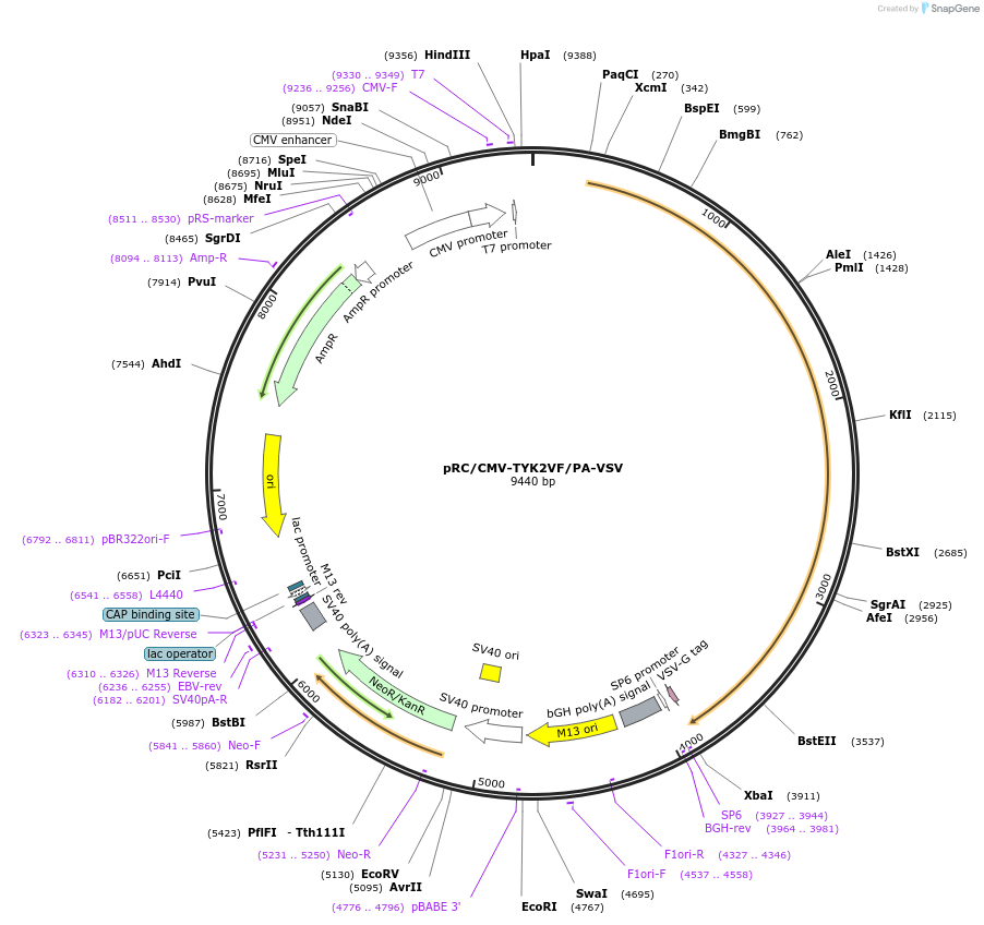 139351-plasmid-map-sequence-id-291871