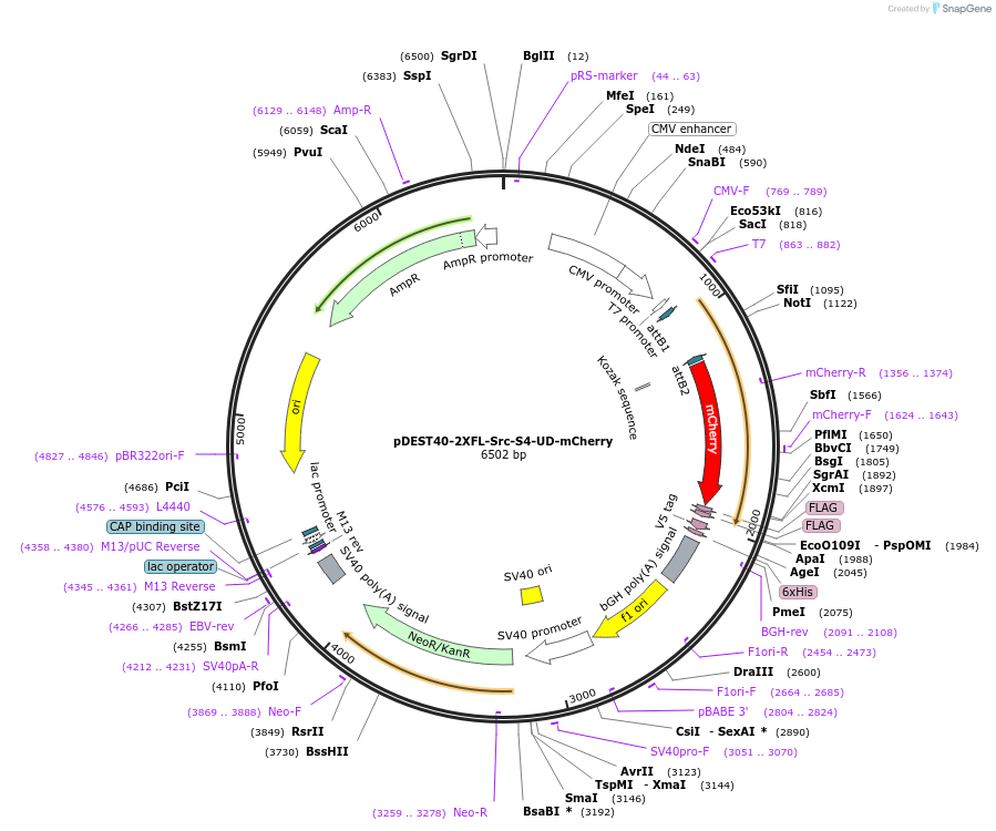 140306-plasmid-map-sequence-id-291872