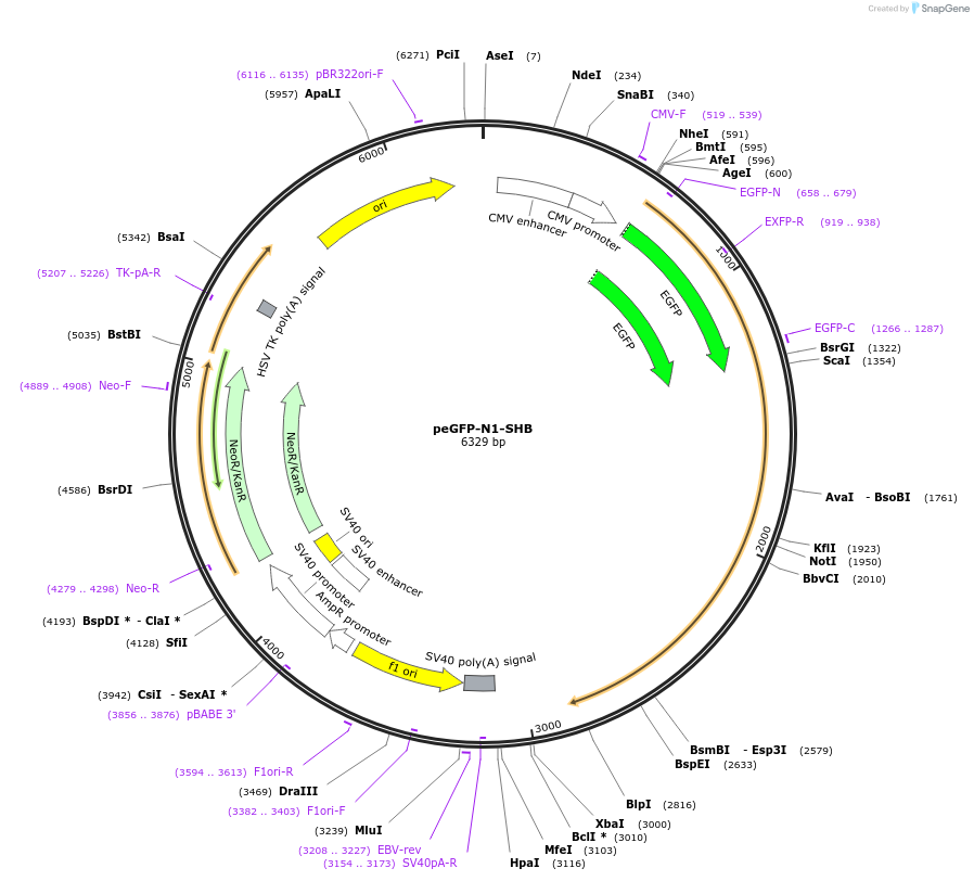 139605-plasmid-map-sequence-id-291877