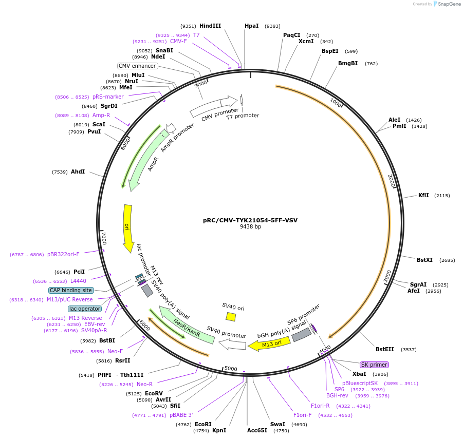 139347-plasmid-map-sequence-id-291878