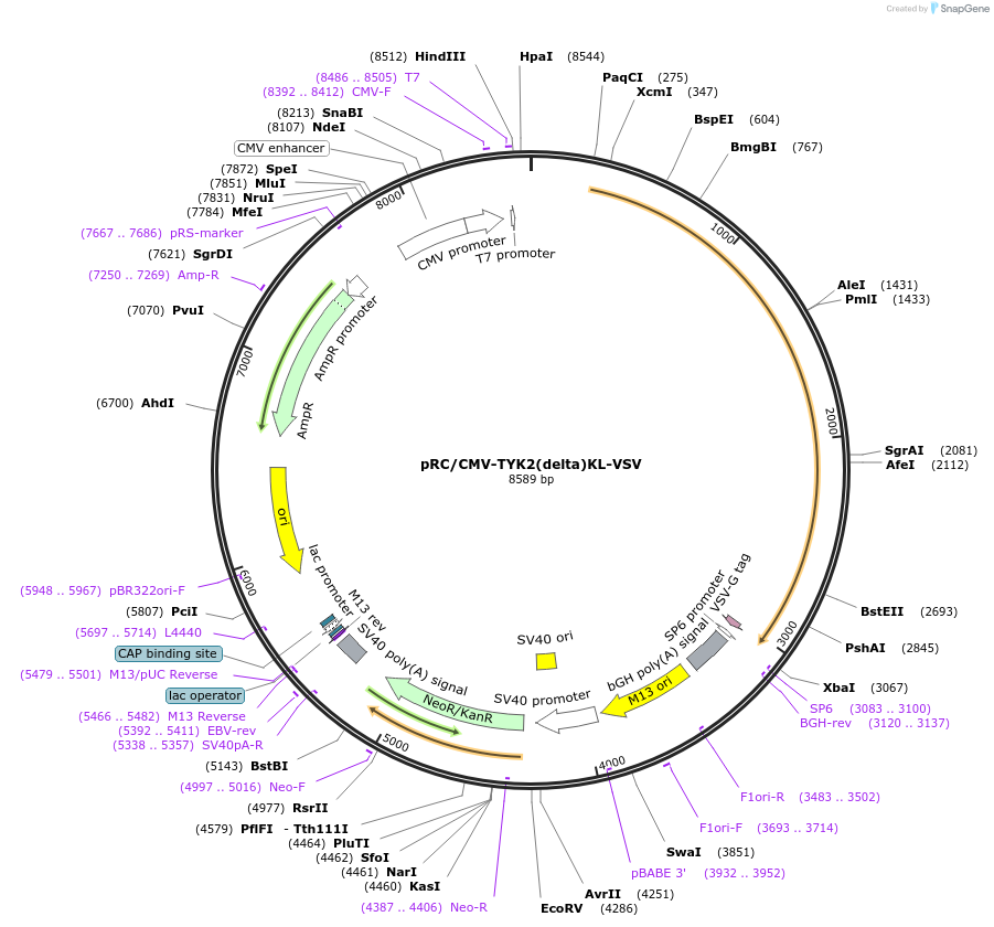 139352-plasmid-map-sequence-id-291881