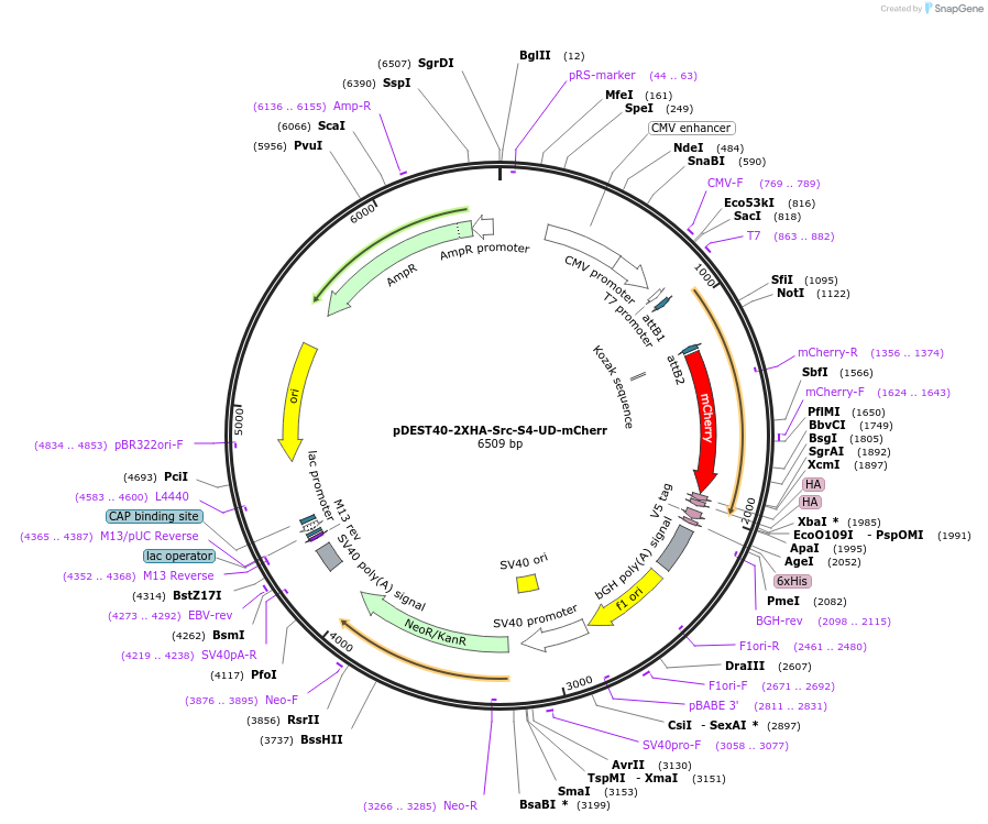 140307-plasmid-map-sequence-id-291882