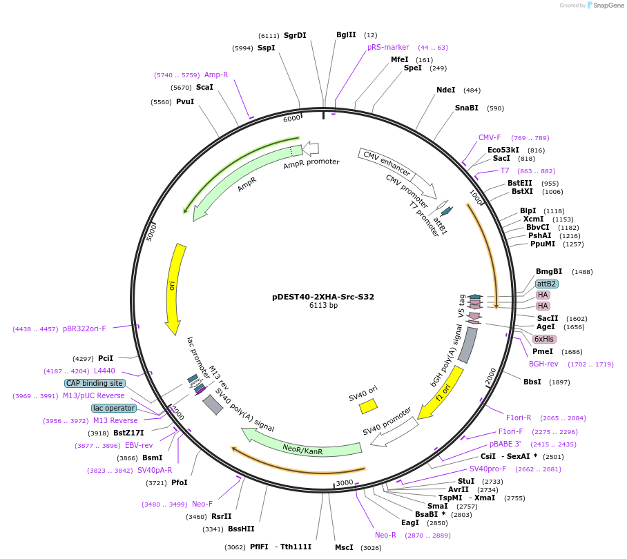 140308-plasmid-map-sequence-id-291886