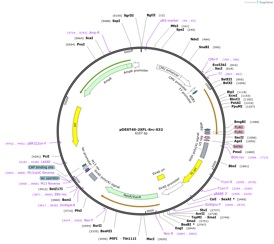 140309-plasmid-map-sequence-id-291887