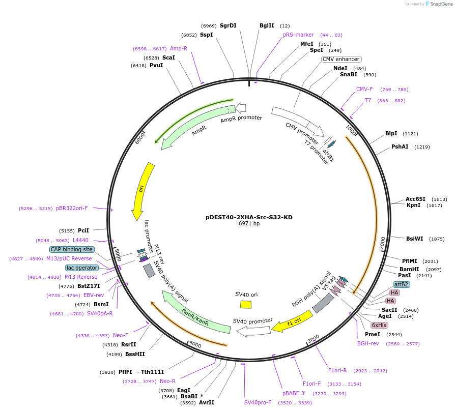 140310-plasmid-map-sequence-id-291888