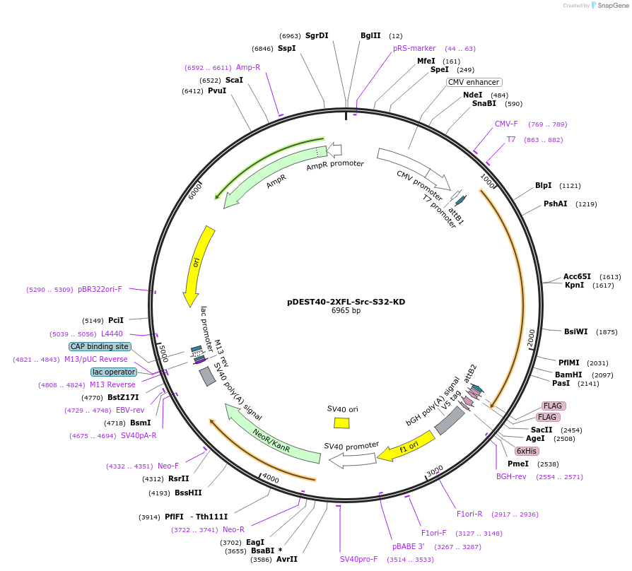 140311-plasmid-map-sequence-id-291890