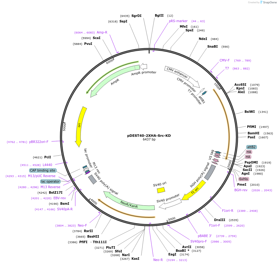 140312-plasmid-map-sequence-id-291895