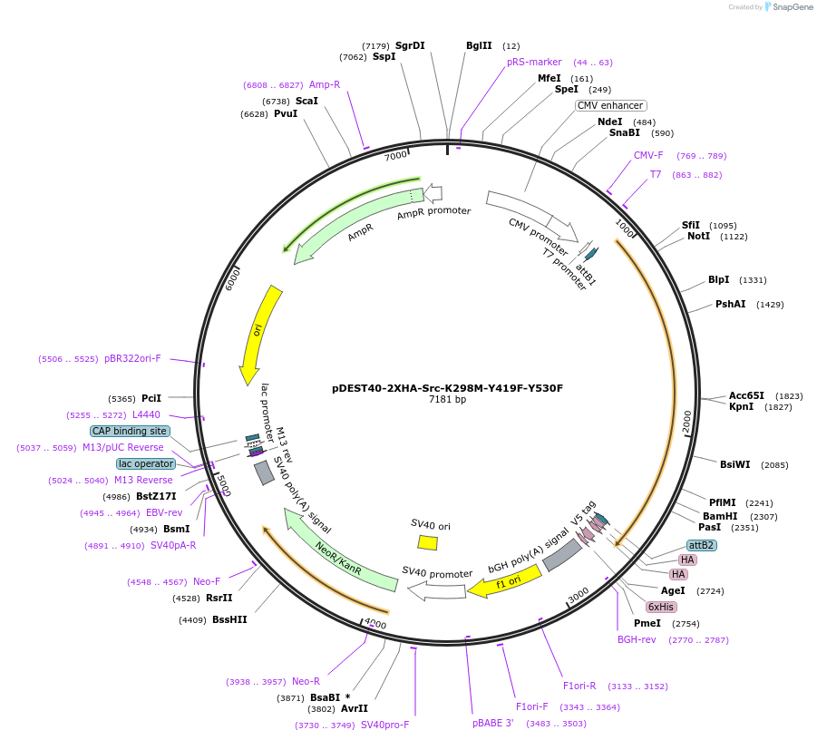 140320-plasmid-map-sequence-id-291904