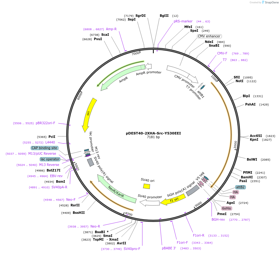 140322-plasmid-map-sequence-id-291907