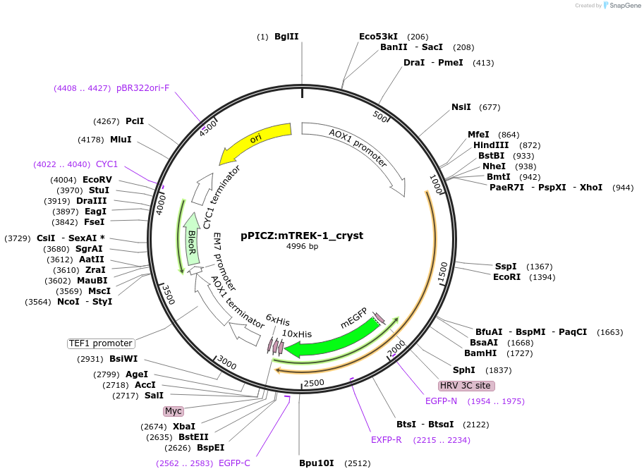133269-plasmid-map-sequence-id-291942