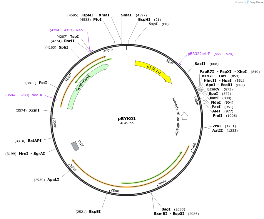 138656-plasmid-map-sequence-id-291946