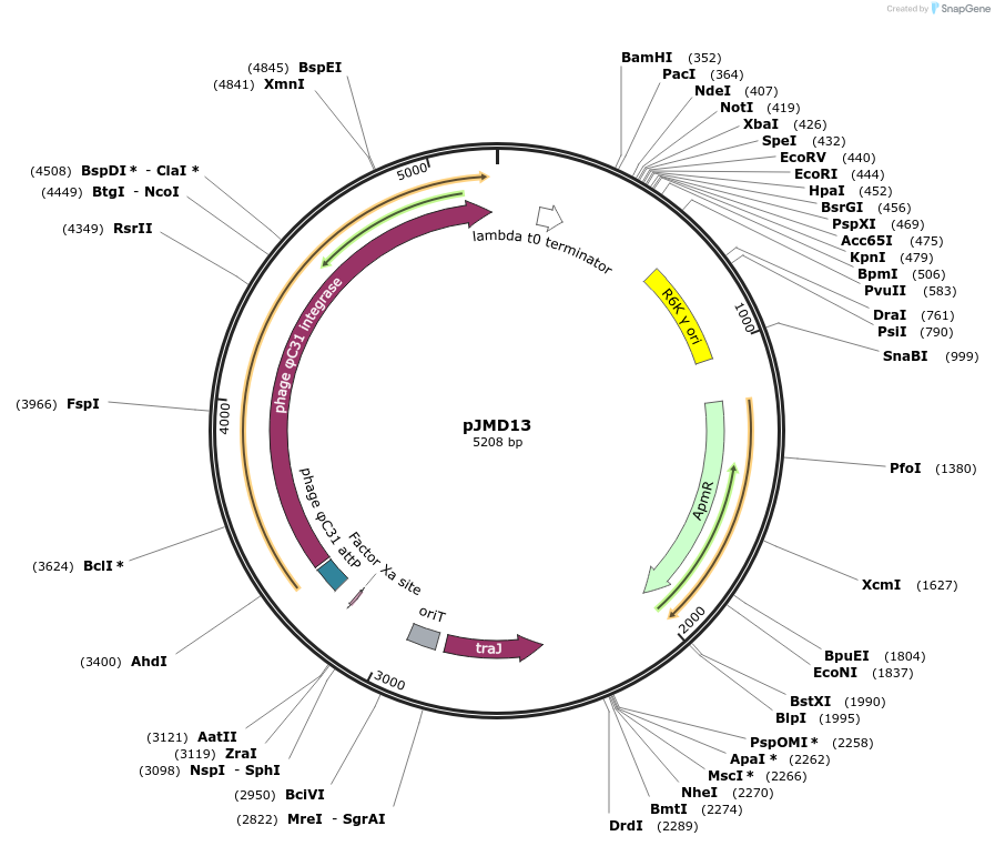 138653-plasmid-map-sequence-id-291949