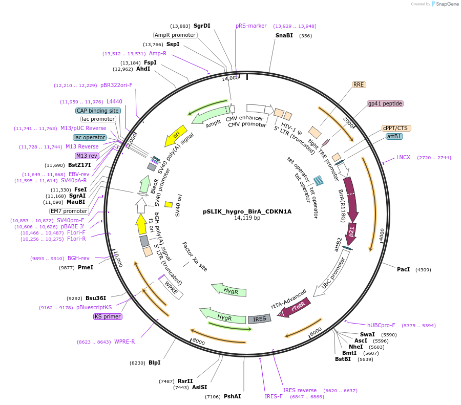 136538-plasmid-map-sequence-id-291986