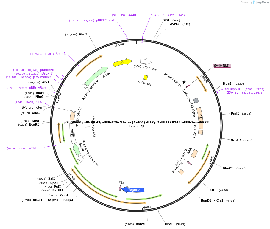 140228-plasmid-map-sequence-id-291990