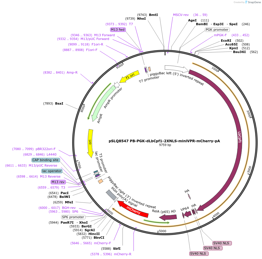 140220-plasmid-map-sequence-id-291993