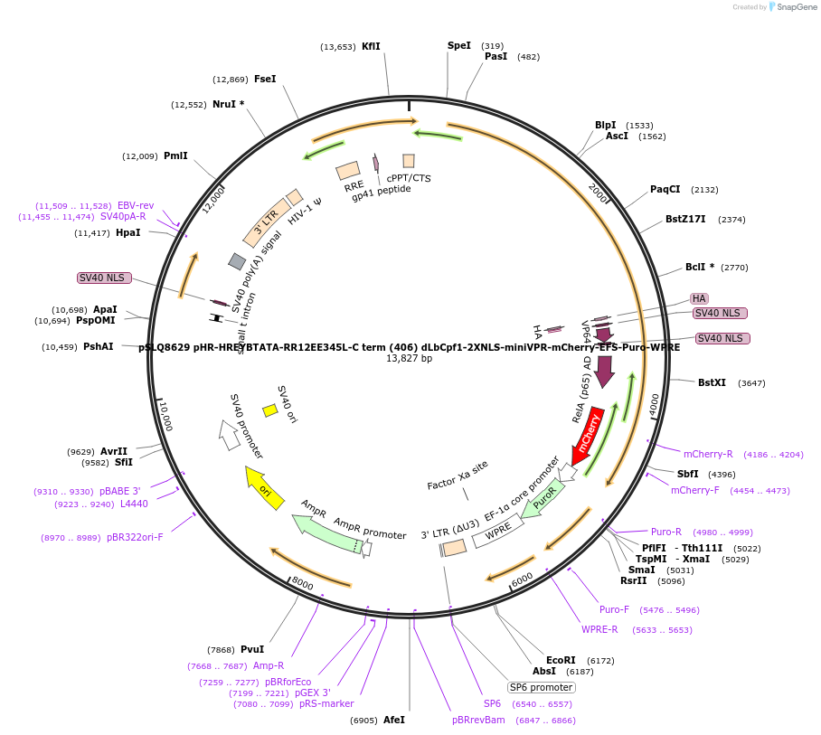 140227-plasmid-map-sequence-id-291996