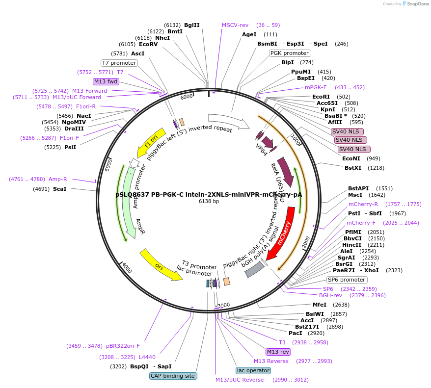 140224-plasmid-map-sequence-id-292002