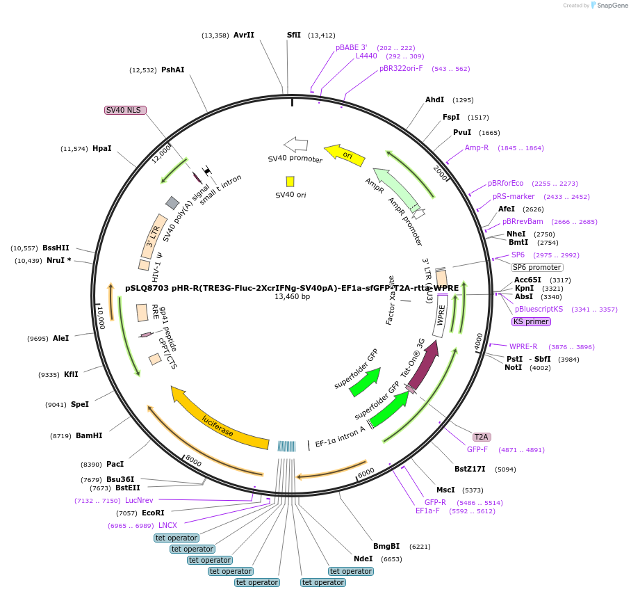 140230-plasmid-map-sequence-id-292008