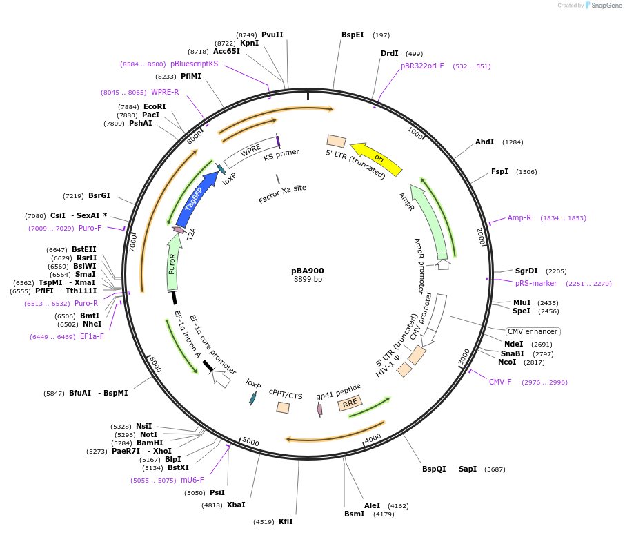 122237-plasmid-map-sequence-id-292010