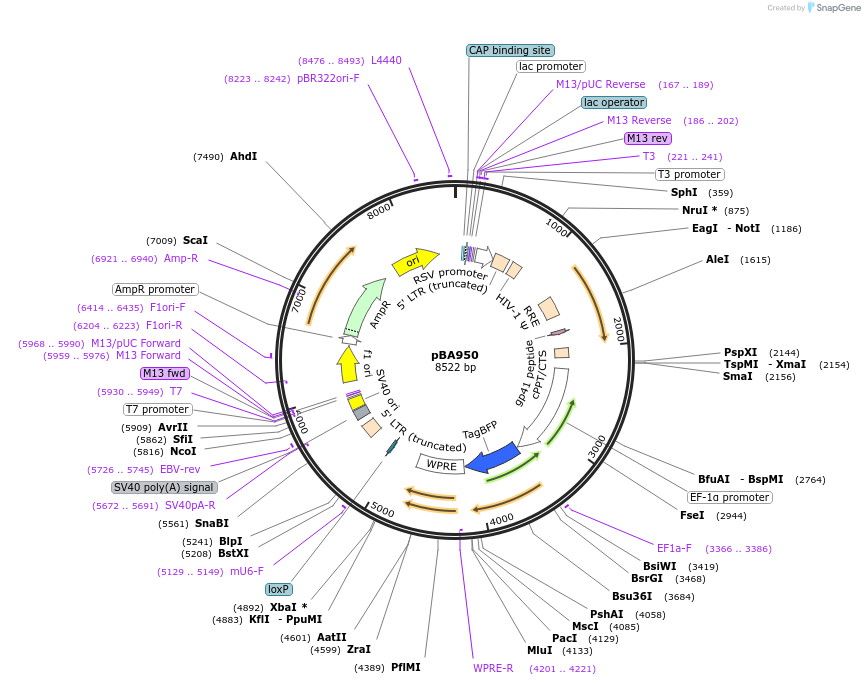 122239-plasmid-map-sequence-id-292012