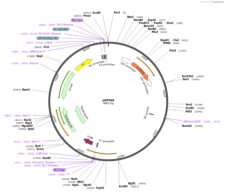 139499-plasmid-map-sequence-id-292017