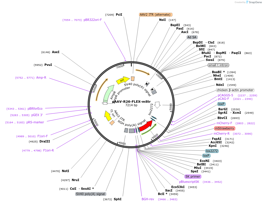 135619-plasmid-map-sequence-id-292033