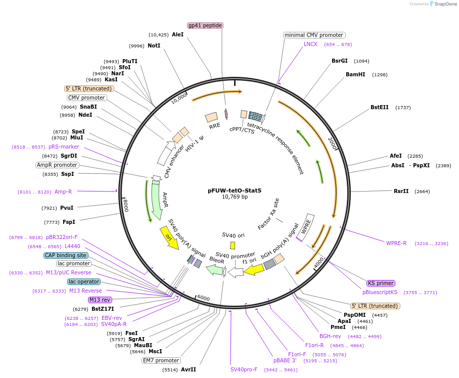 139832-plasmid-map-sequence-id-292073