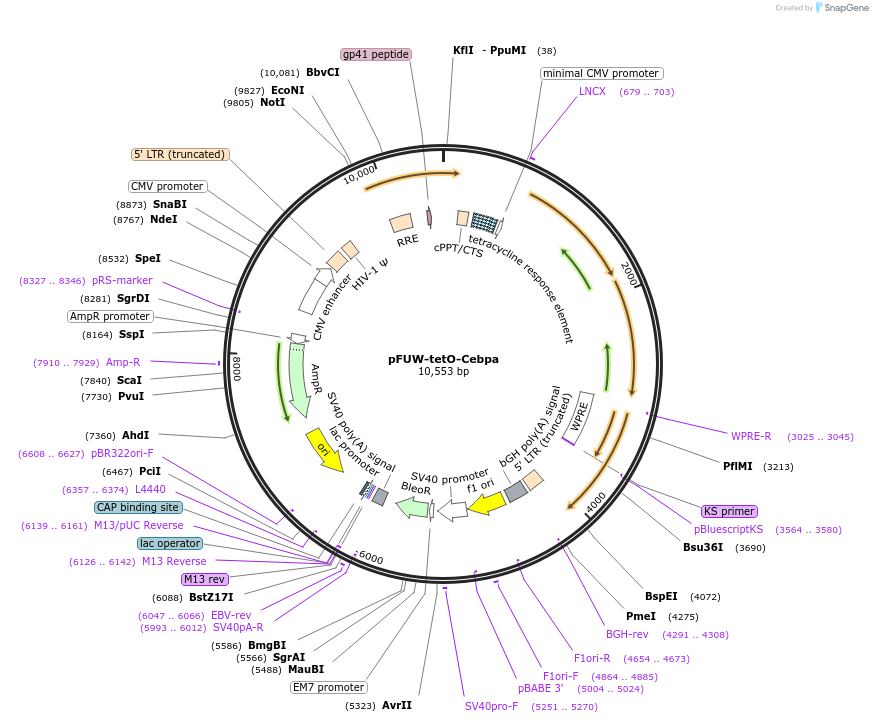 139834-plasmid-map-sequence-id-292075