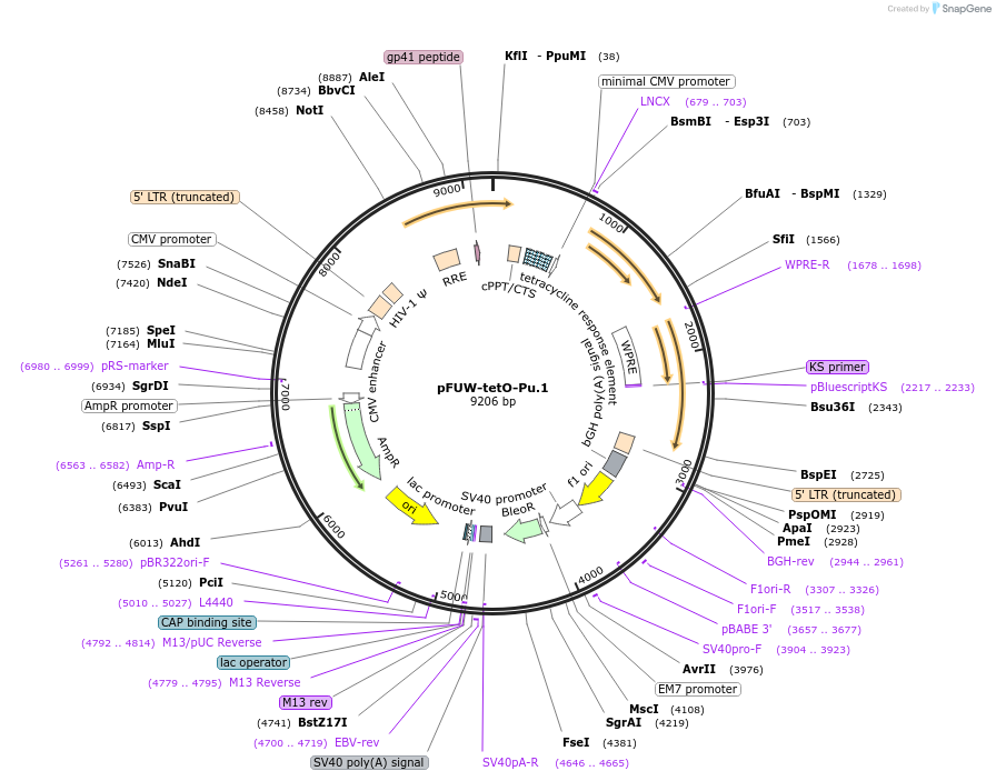 139839-plasmid-map-sequence-id-292076