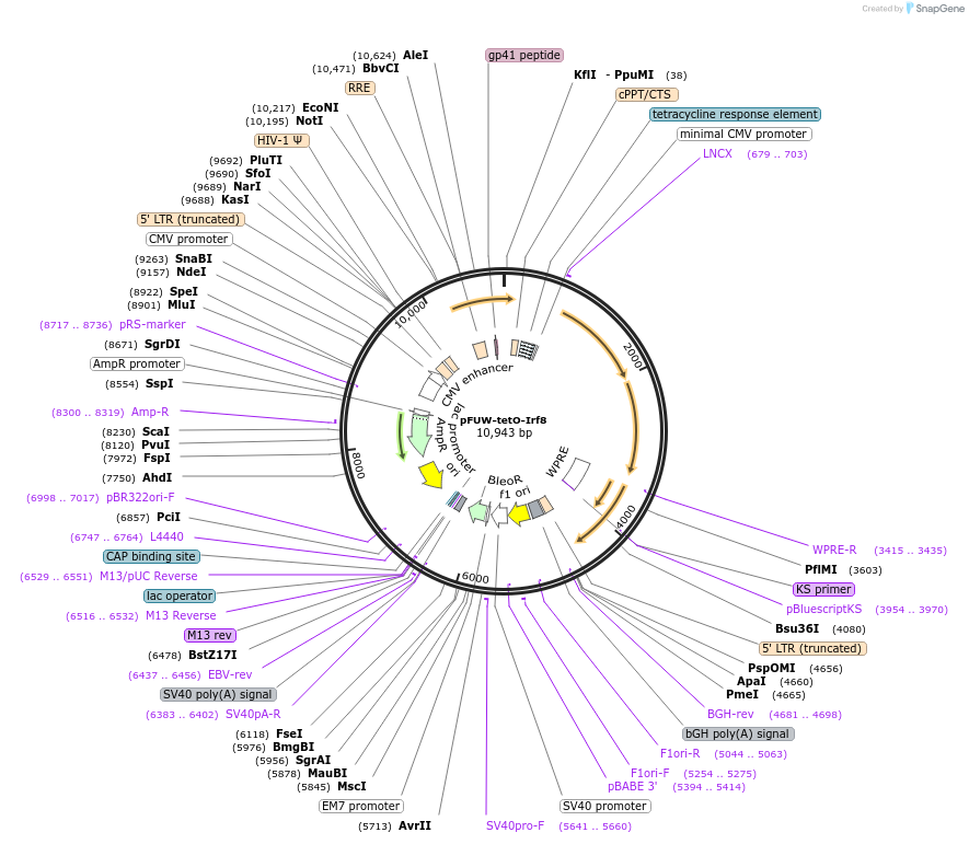 139838-plasmid-map-sequence-id-292077