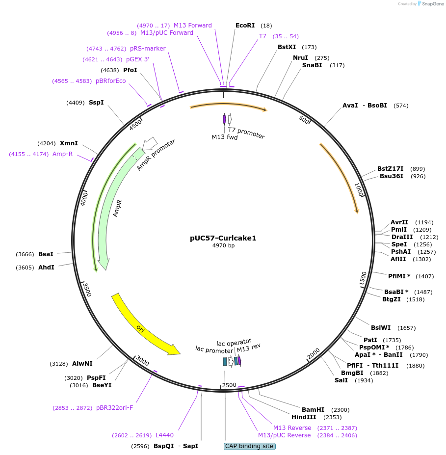 139340-plasmid-map-sequence-id-292087